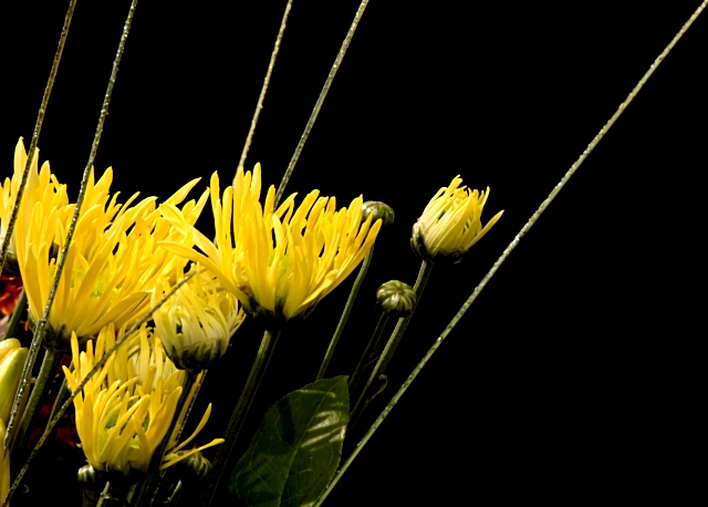 Multi flowers 374.jpg