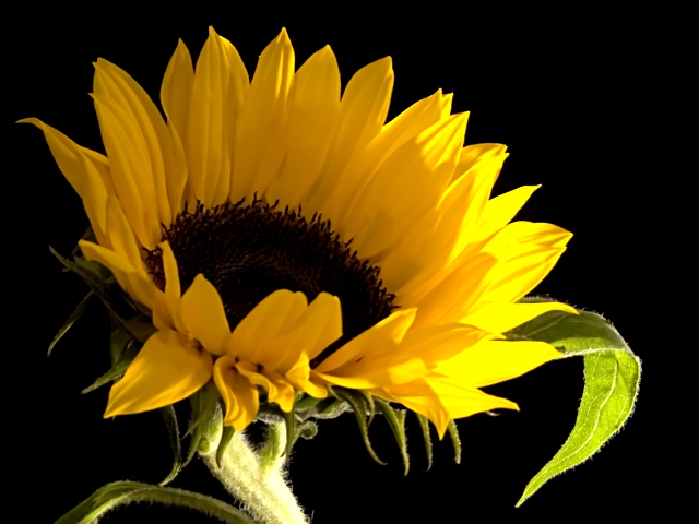 sunflower cropped 379.jpg