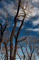Cottonwood Moon