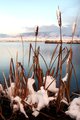 Cattails in Snow