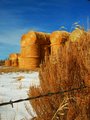 Hay