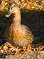 Just Ducky