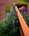 Purple flowers and a Guardrail