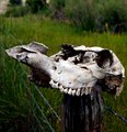 Skull