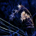 Touched by the wind 2