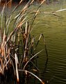 Reeds