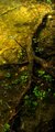 Goldenroot