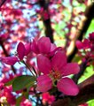 Color of Spring
