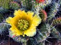 A Prickly bed