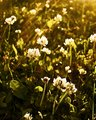 On Golden Lawn