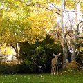 A Deer in the Yard