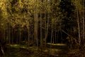 Golden Spring