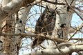 Owl in Aspen