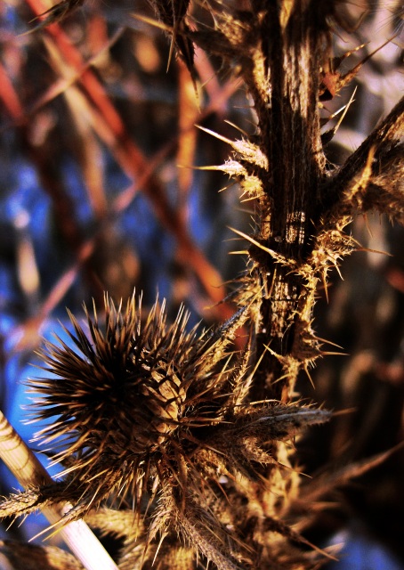 thistle