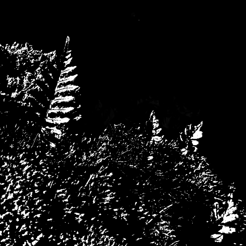 Fern