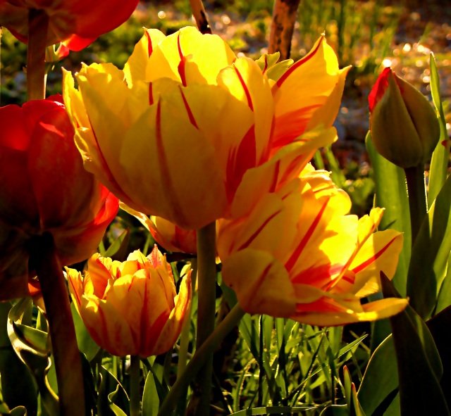 Sunlit Tulip