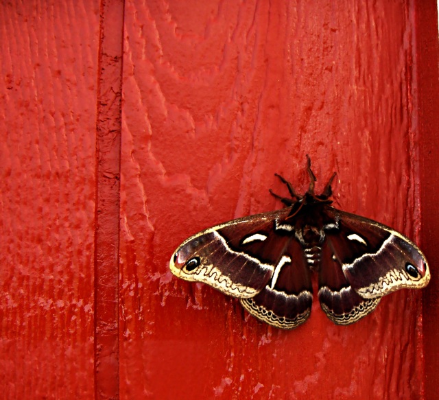 Moth