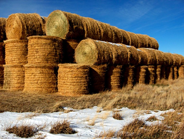 Rows of Bails