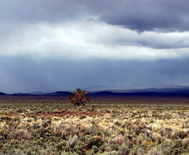 sagebrush in watercolor