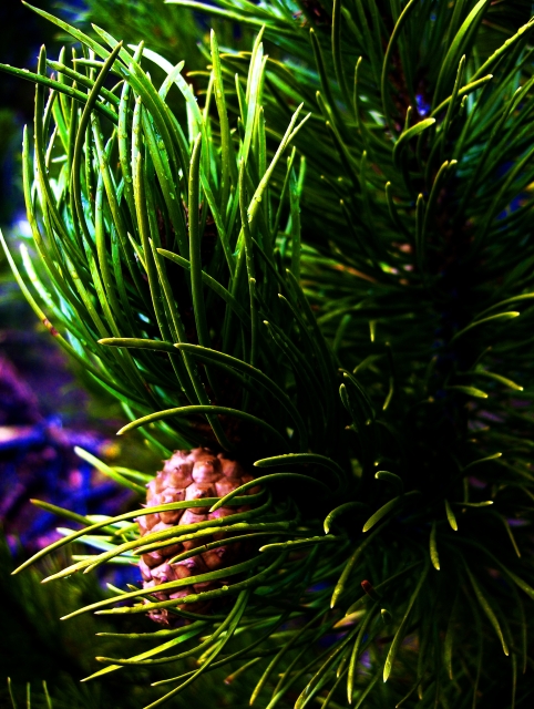 Rythm of a tree