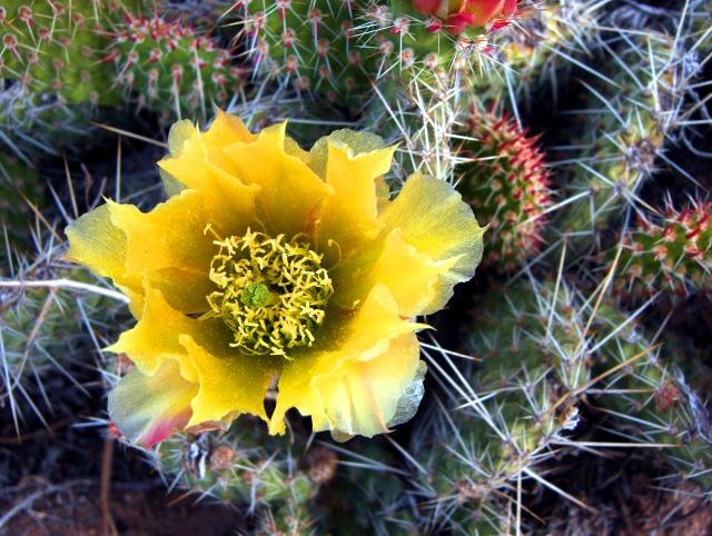 A Prickly bed