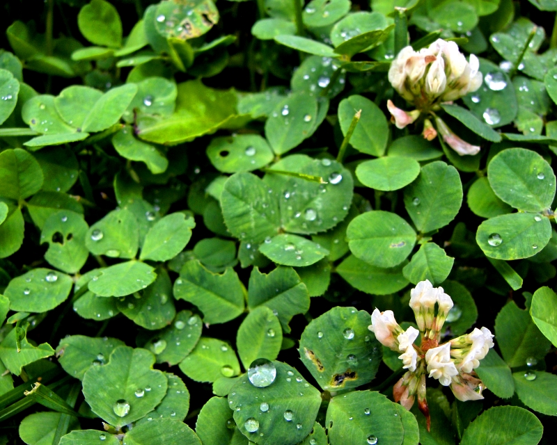 Rain