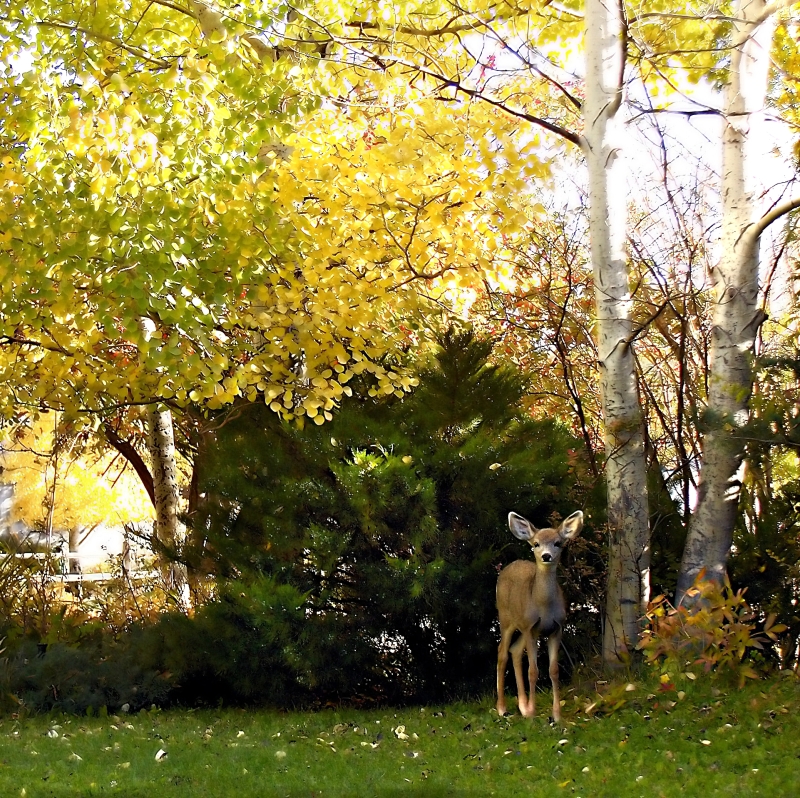 A Deer in the Yard