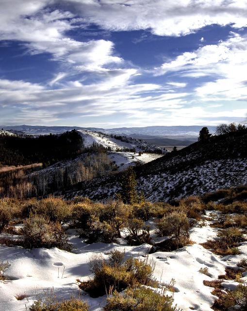 Sage and Snow