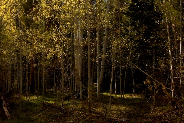 Golden Spring