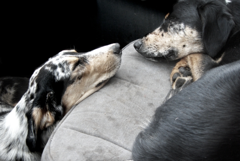 Best Friends