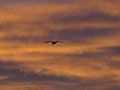 Sunset Bird