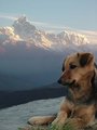 Himalayan Mutt