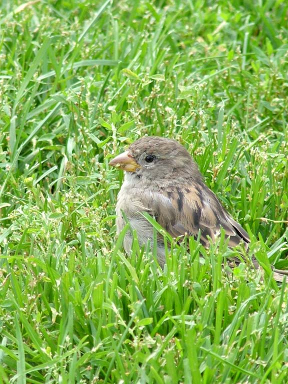One in the bush