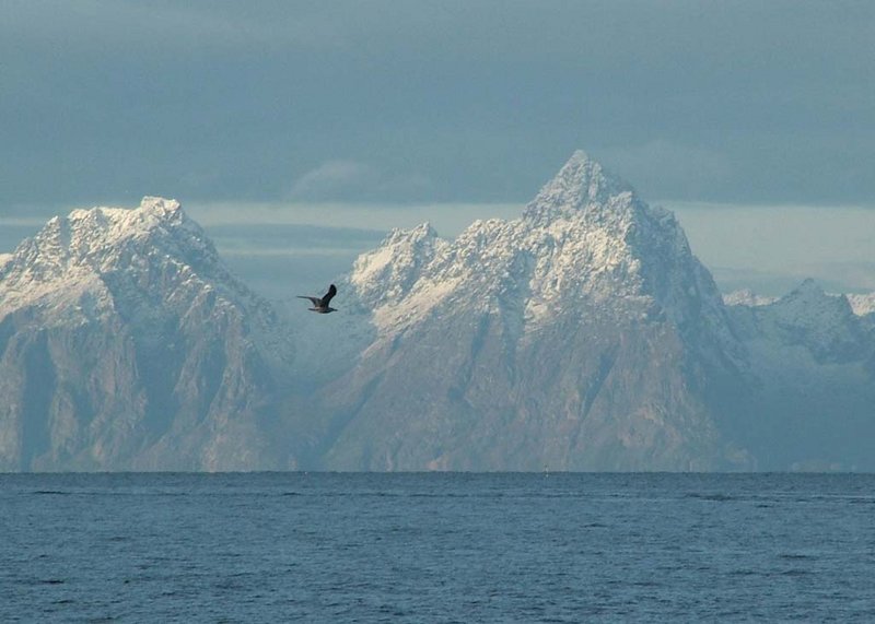 Arctic Soar