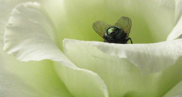 fly bum