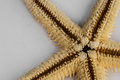 Starfish  