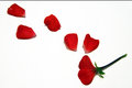 Petals