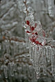 Frozen Berries