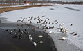 Day 4  Frozen Pond