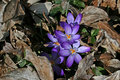 Spring!