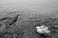 Waiting by the Shore