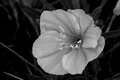 Wildflower