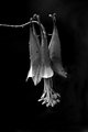 Columbine