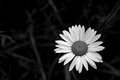Wildflower 2