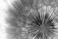 Not a Dandelion