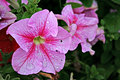 After the Rain
