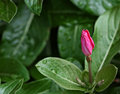 Vinca Bud
