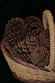 Basket of Pine Cones