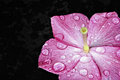 Raindrops on Vinca  