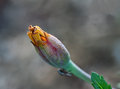 Bud with Dew